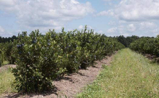 Ottawa County Michigan blueberries and strawberries - the best quality fruit from our family to yours - Woodland Enterprises Berry Farms