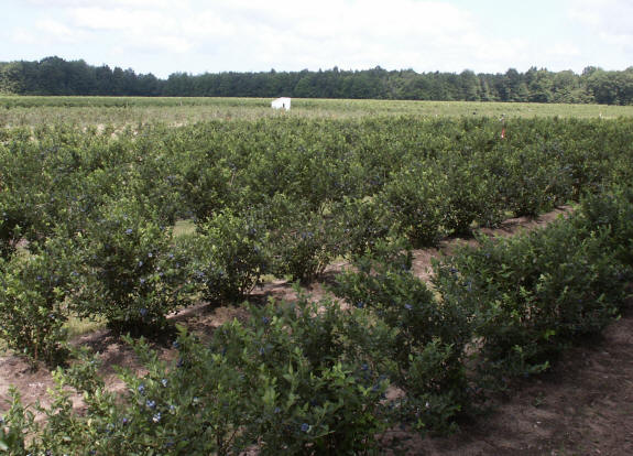 West Michigan, Ottawa County u-pick blueberry farms